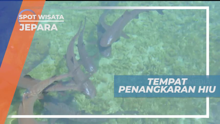 Mengujungi Tempat Penangkaran Hiu di Pulau Menjangan, Jepara