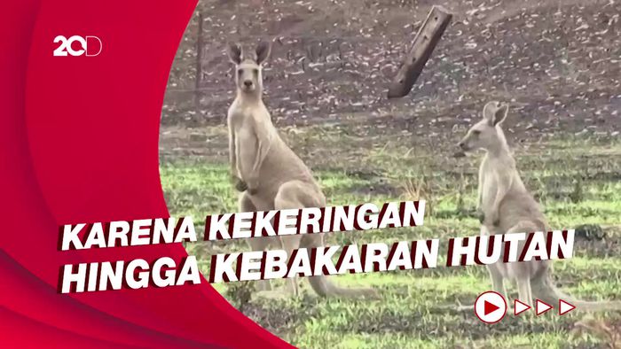 Lingkungan Kian Memburuk, Hewan-hewan di Australia Terancam