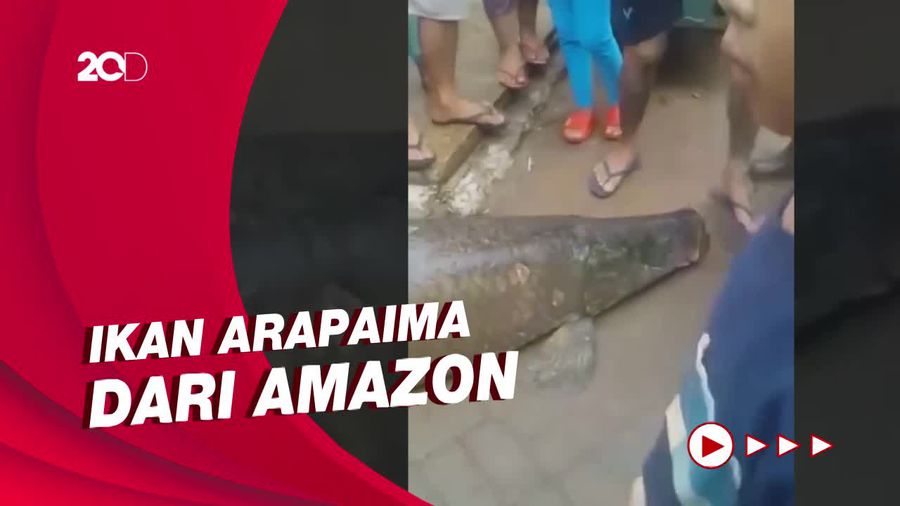 Kok Bisa Ikan Raksasa asal Amazon Muncul di Garut?