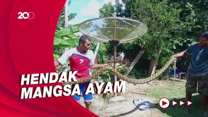 Mau Mangsa Ayam, Piton 4 Meter Dilumpuhkan Warga Mateng