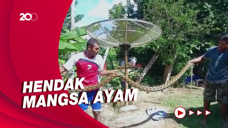 Mau Mangsa Ayam, Piton 4 Meter Dilumpuhkan Warga Mateng