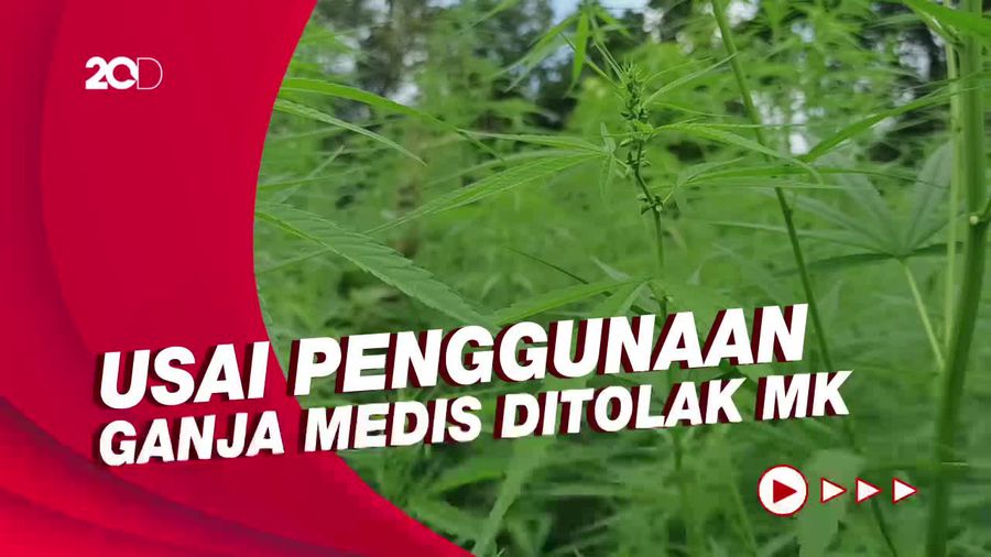Pemerintah-DPR Kaji Penelitian Penggunaan Ganja Medis Usai Reses