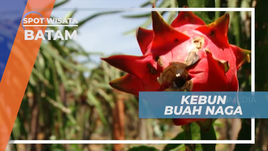 Mengunjungi Kebun Buah Merah Merekah yang Kaya Vitamin, Batam 