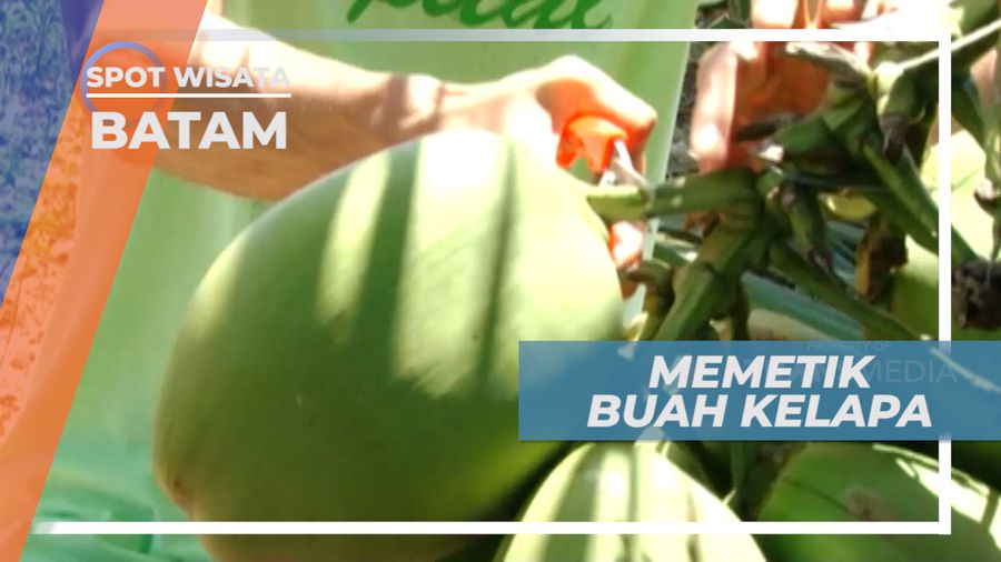 Memetik Buah Kelapa Pelepas Dahaga, Batam