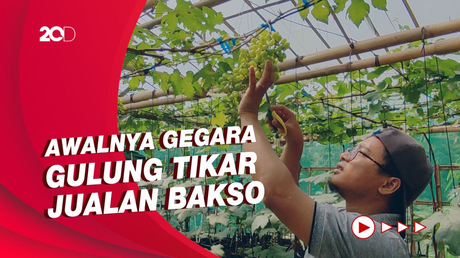 Kisah Pemuda Ciamis yang Kini Sukses Budi Daya Anggur