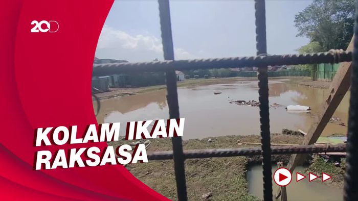 Penampakan Kolam Raksasa Kandang Arapaima yang Lepas di Garut