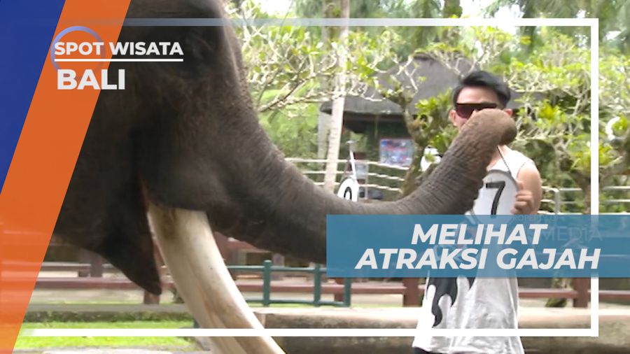 Pertunjukkan Para Gajah yang Pintar dan Penurut, Bali