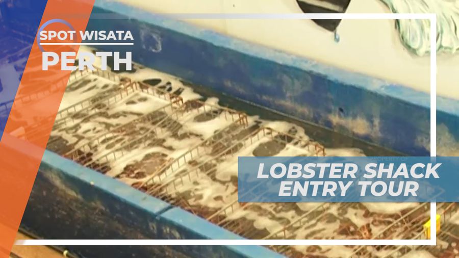 Mengintip Budidaya Lobster, Perth