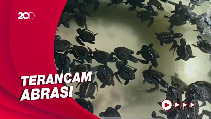 Kondisi Memprihatinkan Penangkaran Penyu di Pulau Trisik Kulon Progo