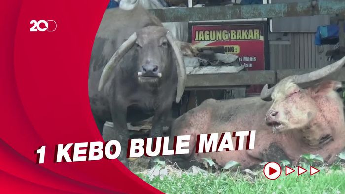 Kebo Bule Keraton Solo Terindikasi PMK
