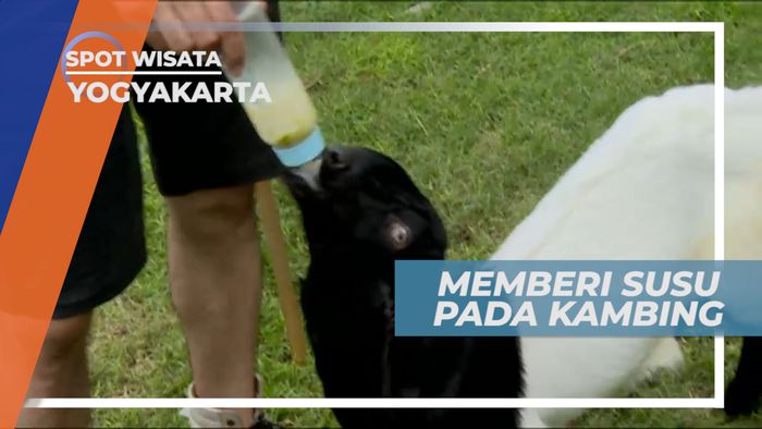 Lucunya Memberi Susu Kepada Para Kambing, Yogyakarta