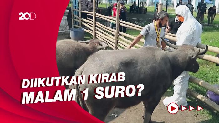 Nasib Kebo Bule Keraton Solo yang Terinfeksi PMK