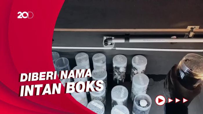 Penetasan Tukik dengan Inkubator di Banyuwangi, Diklaim Pertama di Dunia