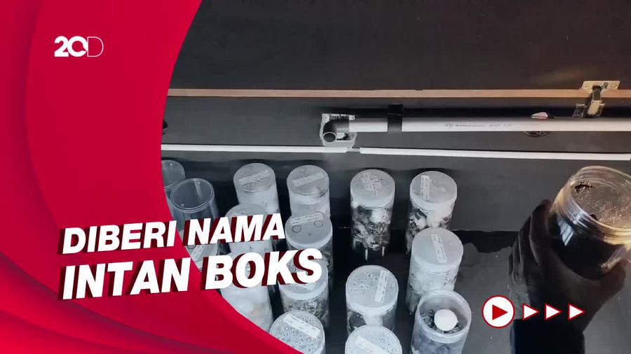 Penetasan Tukik dengan Inkubator di Banyuwangi, Diklaim Pertama di Dunia