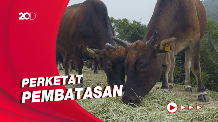 Selandia Baru Beri Warning untuk Indonesia Terkait PMK