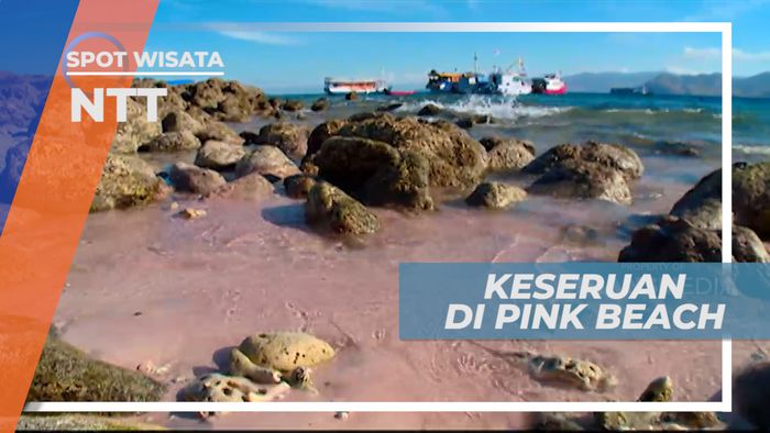 Bersenang-senang di Pink Beach, Nusa Tenggara Timur