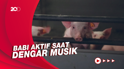 Ilmuwan Belgia Teliti Reaksi Unik Babi pada Musik