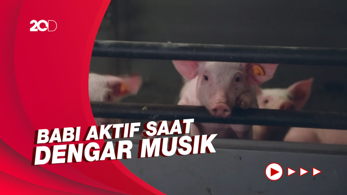 Ilmuwan Belgia Teliti Reaksi Unik Babi pada Musik