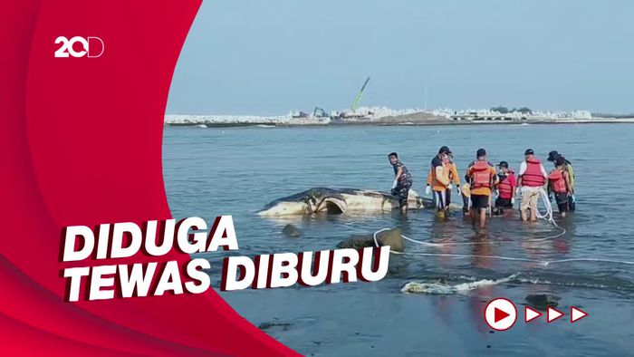 Hiu Tutul Ditemukan Mati di Kulon Progo, Ada Luka Ditubuh
