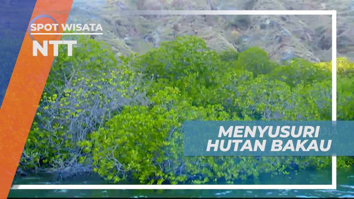Menyusuri Perairan Labuan Bajo Menuju Hutan Bakau, NTT