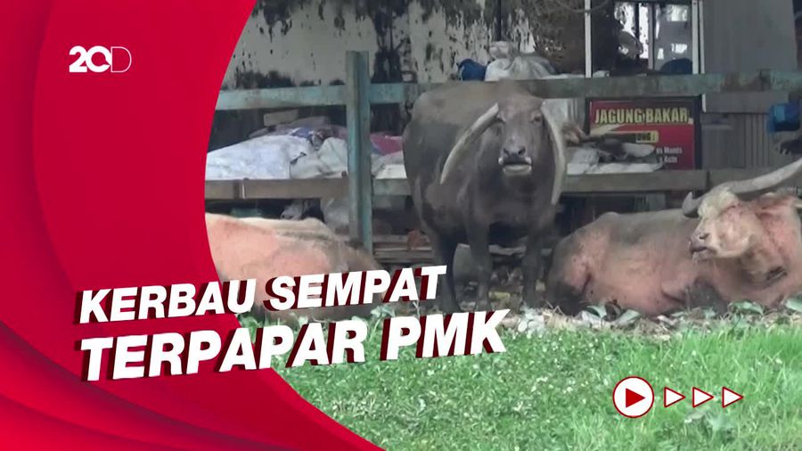 Lima Kebo Bule Dikarantina Jelang Kirab Malam 1 Suro