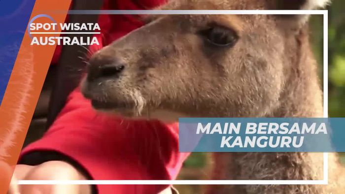 Bermain Bersama Kanguru di Caversham Widlife Park Australia