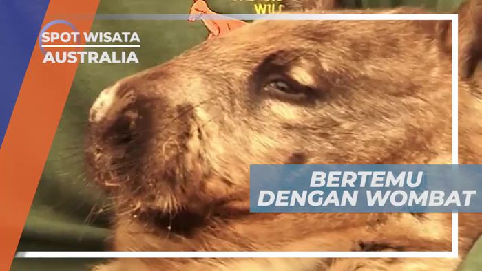 Wombat, Satwa Endemik Australia di Caversham Wildlife Park