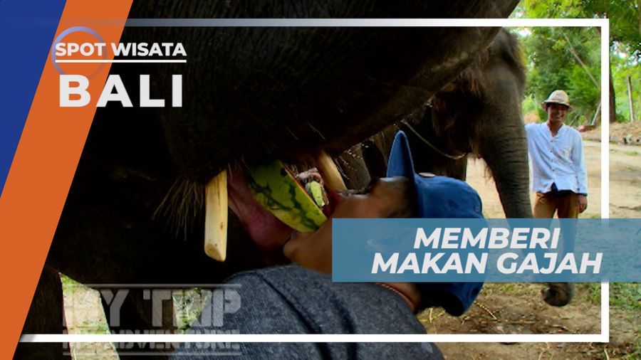 Berinteraksi, Bermain dan Memberi Makan Mamalia Besar Berbelalai, Bali