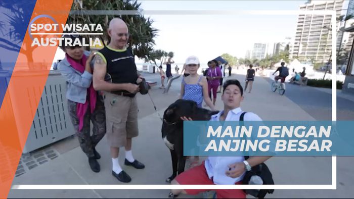 Surfers Paradise, Berinteraksi Dengan Hewan Setia Berukuran Super Besar, Australia