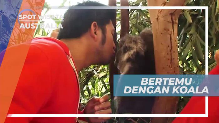 Melihat Dari Dekat Koala Si Tukang Tidur, Australia