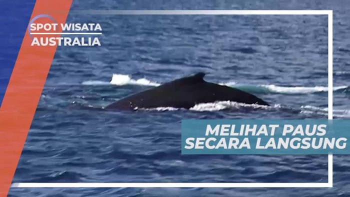 Pengalaman Berharga, Melihat Ikan Paus Secara Langsung, Australia
