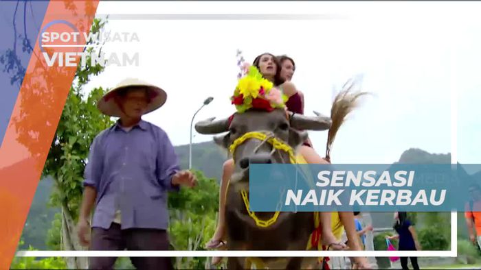 Jalan-jalan Seru Naik Kerbau di Vietnam