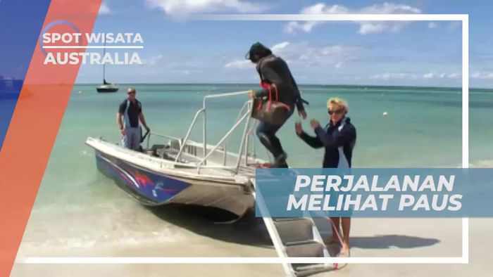 Naik Cruise Menuju Spot Untuk Melihat Ikan Paus, Australia