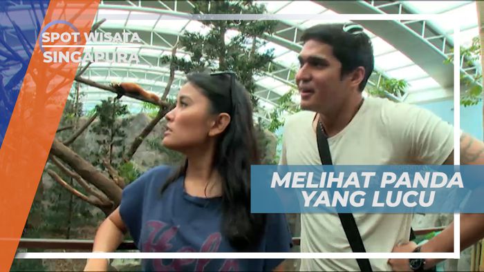 Melihat Tingkah Lucu Panda yang Menggemaskan di Kebun Binatang, Singapura