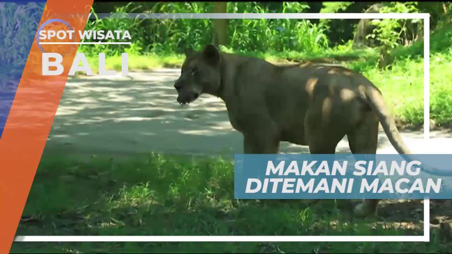 Santap Siang Ditemani Sang Macan, Bali