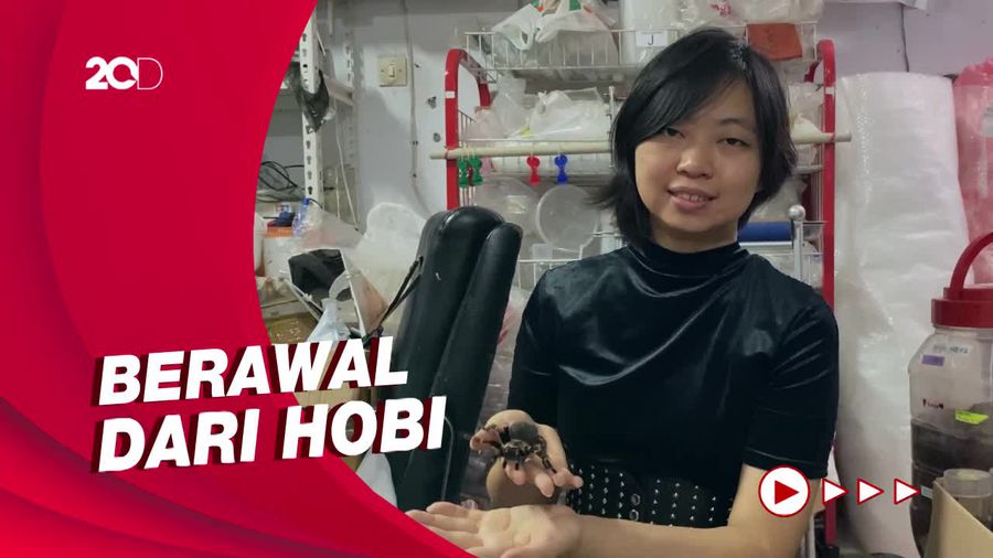 Wanita Bandung Bisnis Tarantula, Cuan hingga Rp 20 Juta per Bulan