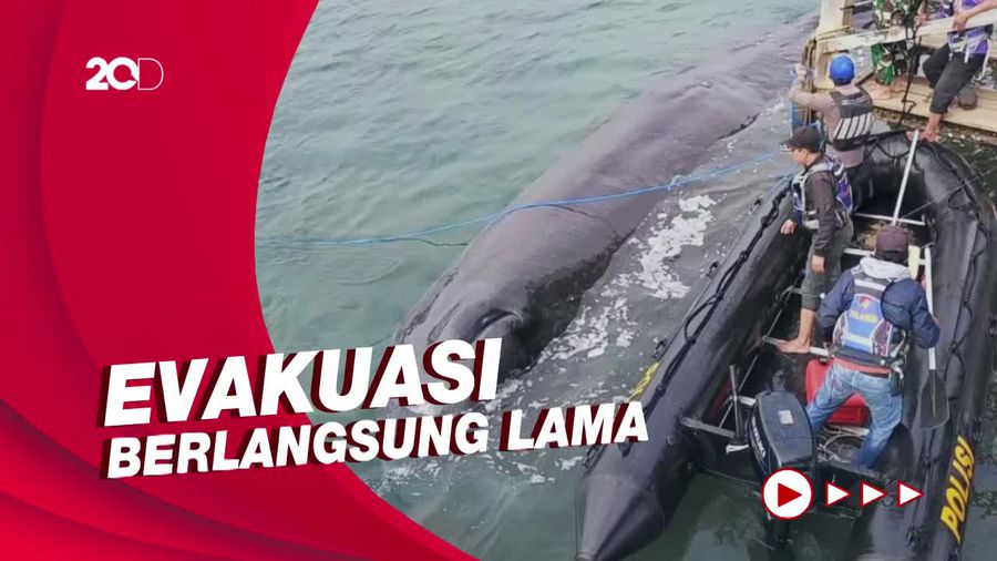 Paus Sepanjang 10 Meter Terdampar di Perairan Pantai Bulusan Banyuwangi