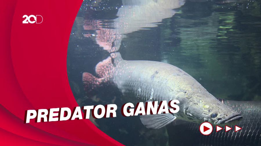 Fakta Ilmiah Ikan Raksasa Arapaima yang Sempat Muncul di Banjir Garut