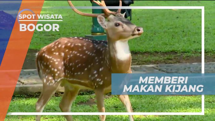 Memberi Makan Kijang di Halaman Istana Bogor