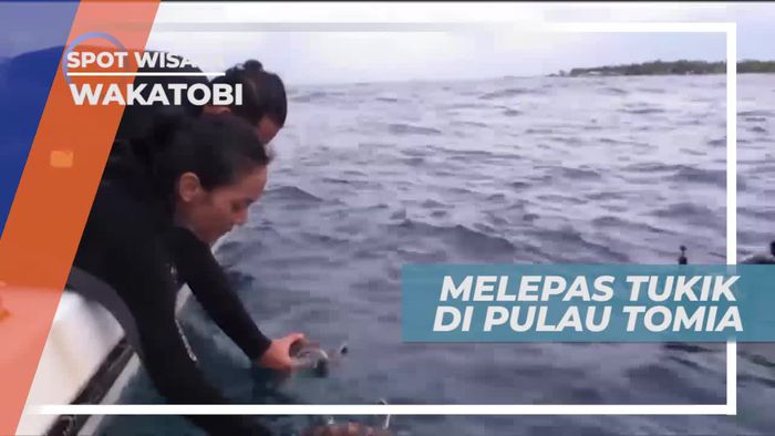 Melepas Tukik di Pulau Tomia, Upaya Melestarikan Populasi Penyu di Wakatobi