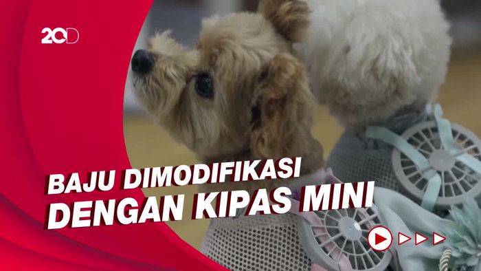 Inovasi Baju Pendingin Portable untuk Anjing di Tengah Gelombang Panas