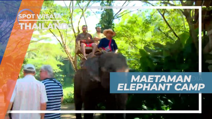 Wisata Ke Maetaman Elephant Camp Thailand