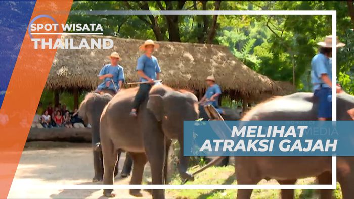 Melihat Aksi Para Gajah yang Pintar dan Lucu, Thailand