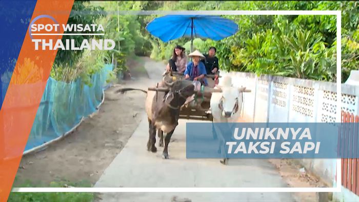 Taksi Sapi, Transportasi Tak Biasa yang Unik dan Bikin Penasaran, Thailand