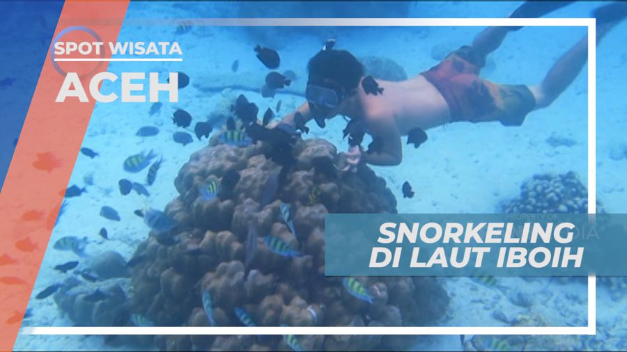 Mengintip Indahnya Surga Bawah Laut Iboih yang Memukau, Aceh