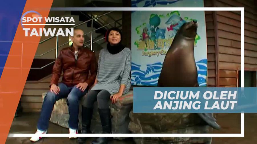 Sensasi Seru Berinteraksi dan Dicium Oleh Anjing Laut, Taiwan