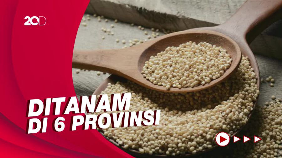 Produksi Sorgum Alternatif Pengganti Beras Naik, Tembus 15 Ribu Ton! 
