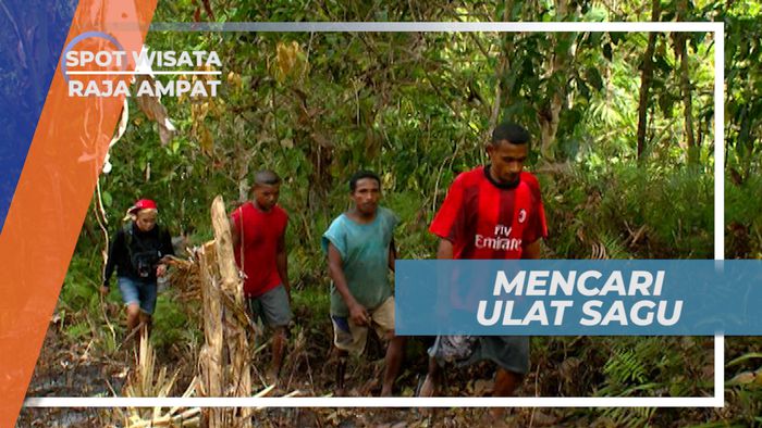 Menyusuri Hutan Rimba Berburu Ulat Penghuni Pohon Sagu, Raja Ampat