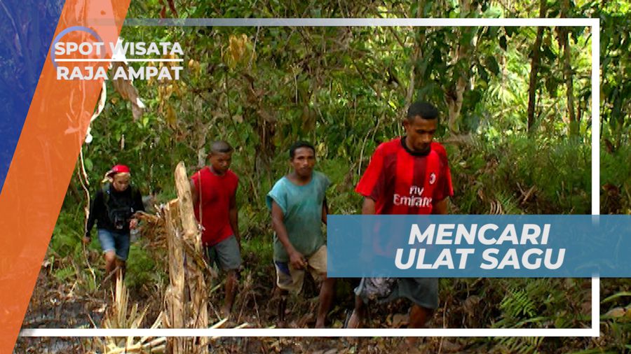 Menyusuri Hutan Rimba Berburu Ulat Penghuni Pohon Sagu, Raja Ampat