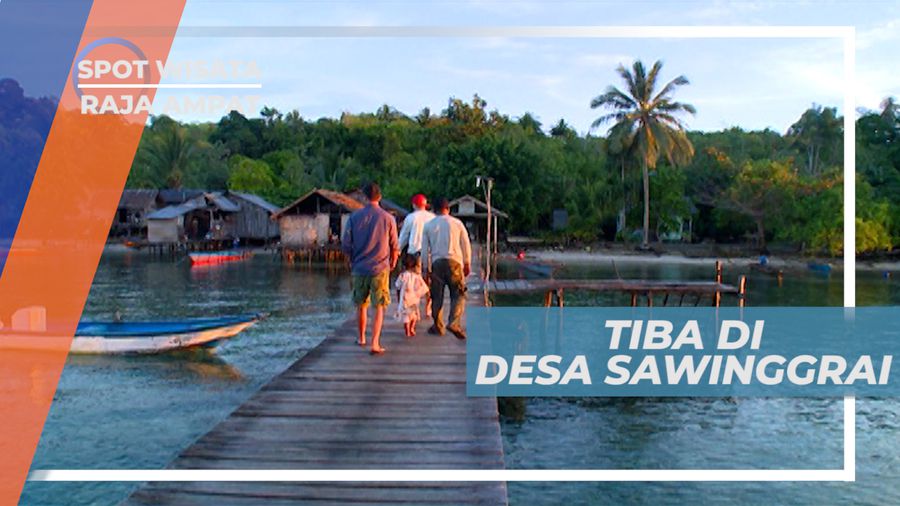 Cendrawasih, Berburu Penampakan Burung Cantik di Desa Sawinggrai, Raja Ampat